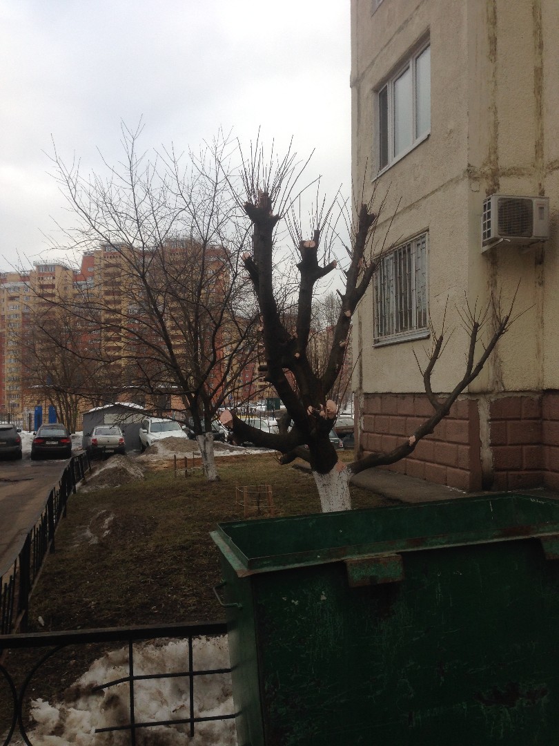 обл. Московская, р-н. Красногорский, г. Красногорск, ул. Братьев Горожанкиных, д. 16-придомовая территория