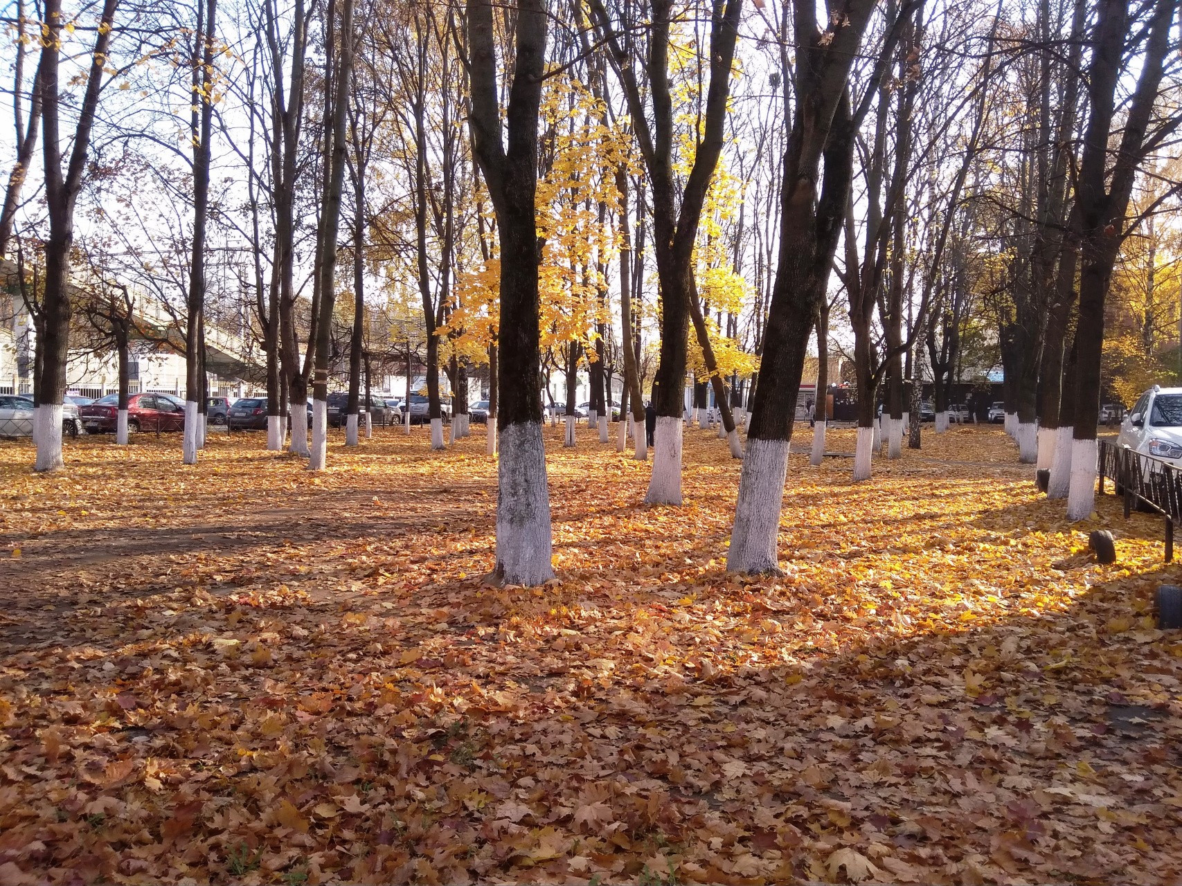 обл. Московская, р-н. Раменский, г. Раменское, ул. Красный Октябрь, д. 49-придомовая территория