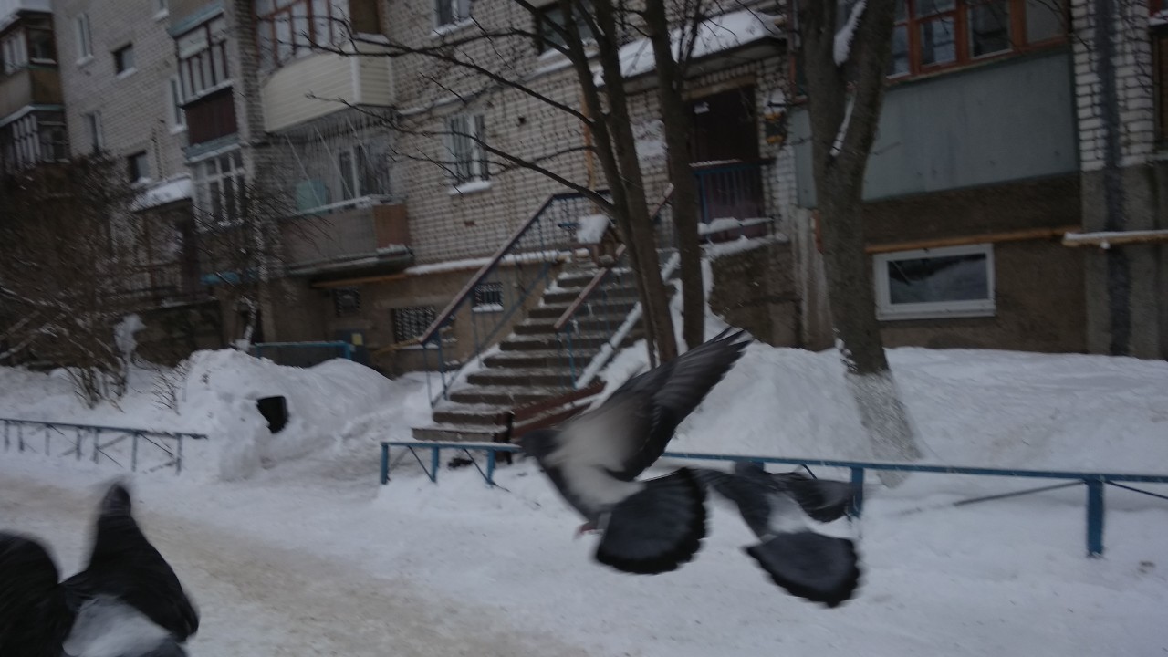 обл. Нижегородская, р-н. Городецкий, г. Городец, ул. Шлюзовая, д. 15-придомовая территория