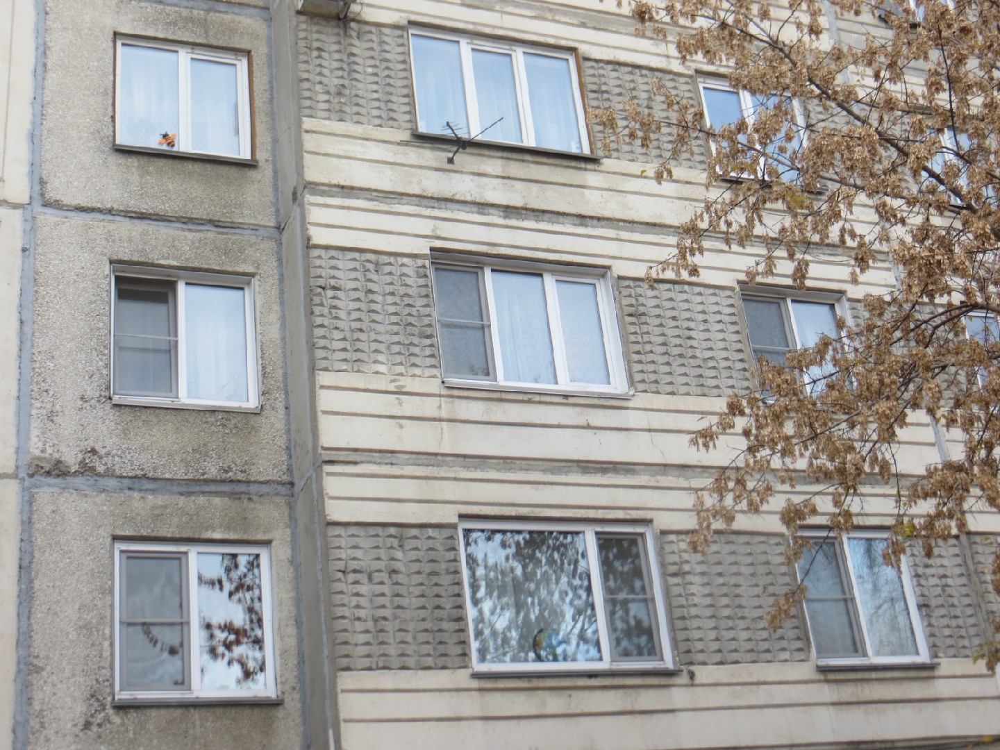 край. Алтайский, г. Бийск, ул. Мухачева, д. 258-фасад здания