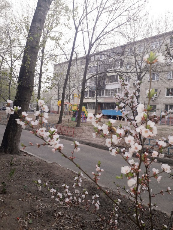 край. Хабаровский, г. Хабаровск, ул. Стрельникова, д. 11 А-придомовая территория